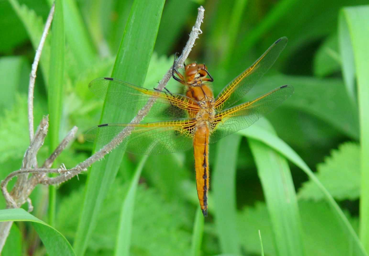 Libellule maremmane: Libellula quadrimaculata